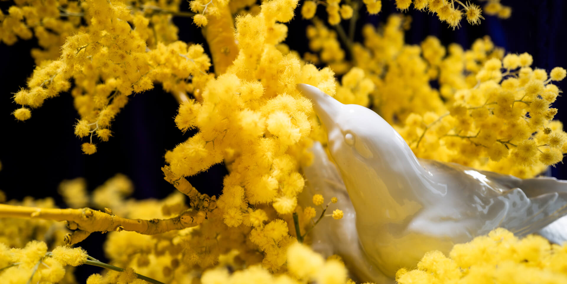 MIMOSA 5